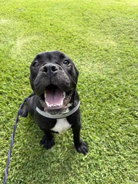 Diesel - Mastiff