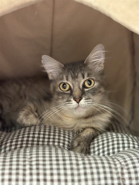 picture of the cat needing adoption