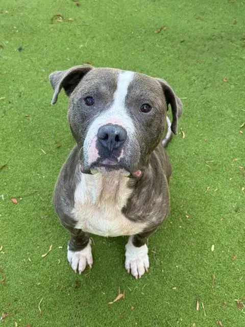 Eeyore - Pit Bull Terrier