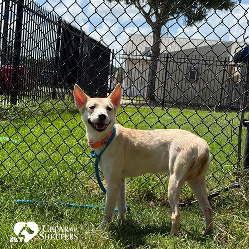 picture of the dog needing adoption