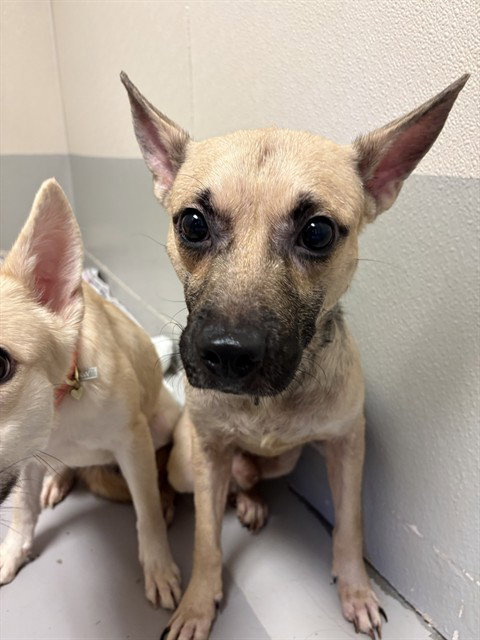 picture of the dog needing adoption