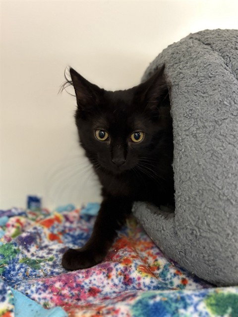 picture of the cat needing adoption