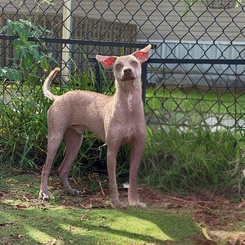 picture of the dog needing adoption