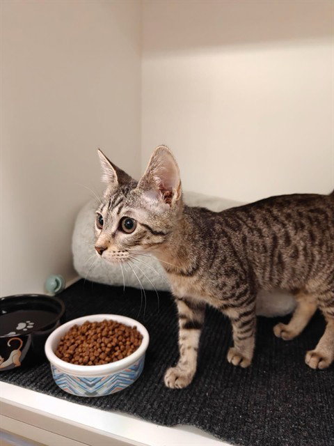 picture of the cat needing adoption