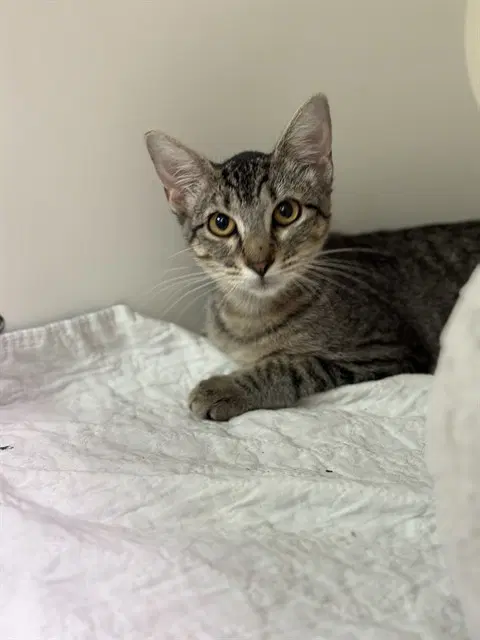 Lara - Domestic Short Hair