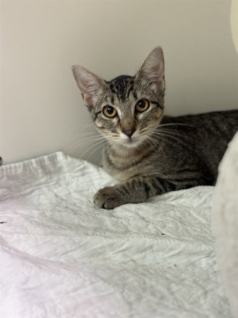 picture of the cat needing adoption