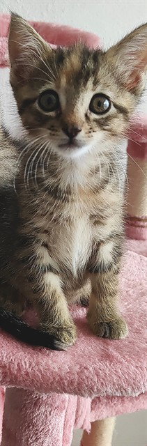 picture of the cat needing adoption