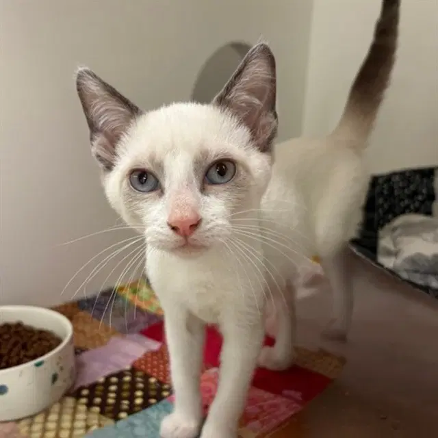 Buzz Lightyear - Siamese