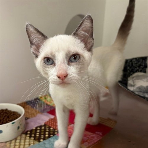 picture of the cat needing adoption
