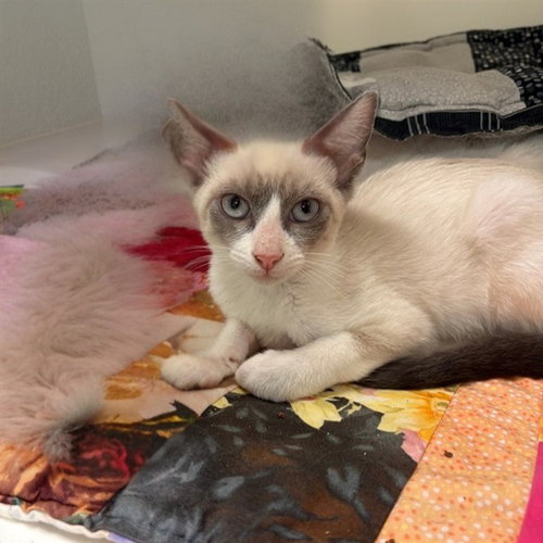 picture of the cat needing adoption
