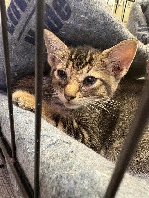 picture of the cat needing adoption