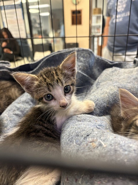 picture of the cat needing adoption