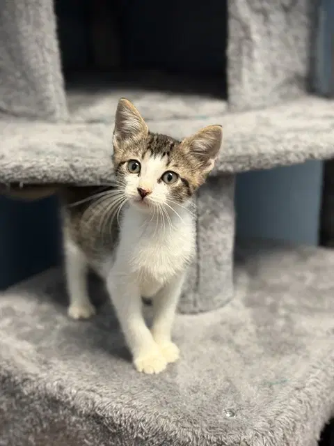 Bart Meowson - Domestic Short Hair