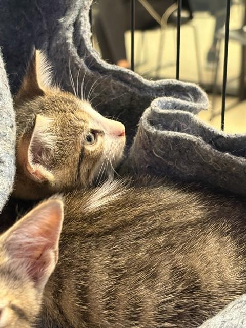 picture of the cat needing adoption