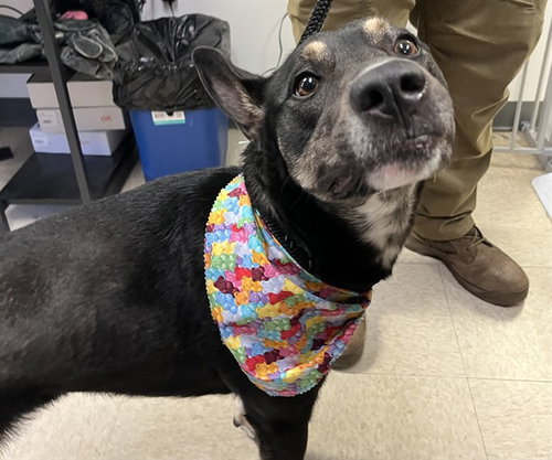 picture of the dog needing adoption