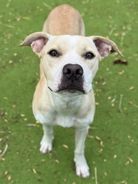 Happy - Pit Bull Terrier