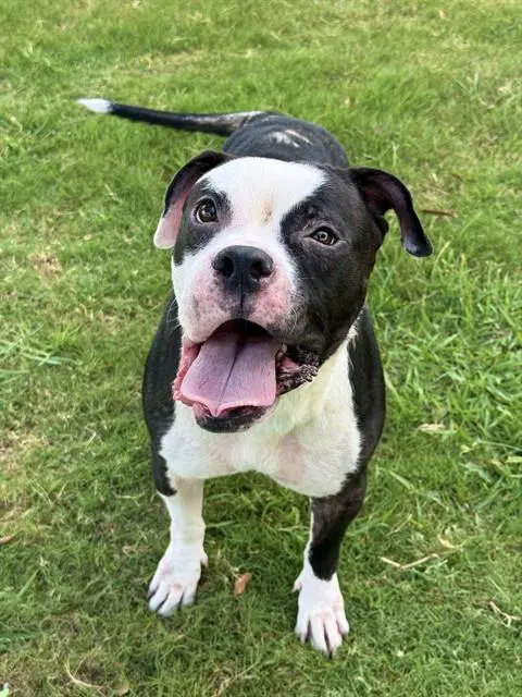 Selma Bouvier - Pit Bull Terrier