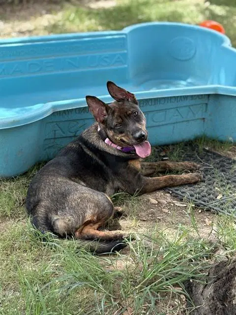 Juno - Dutch Shepherd