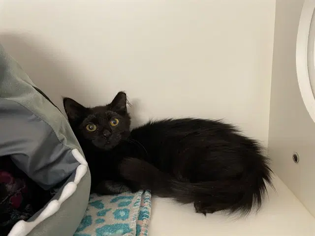Beetle - Domestic Medium Hair