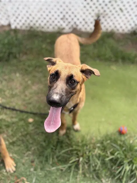 General - Belgian Shepherd Malinois