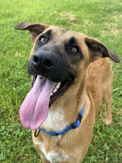GENERAL, a dog for adoption from Sugar Land Animal Serices