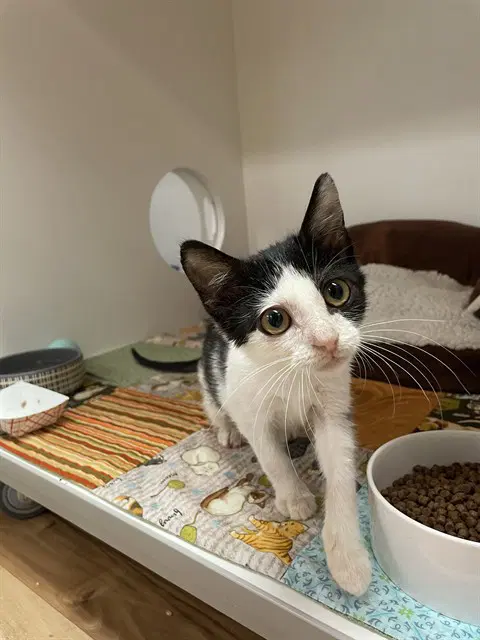 Tuck - Domestic Medium Hair