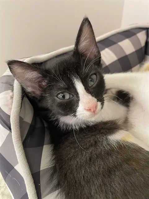 Almond - Domestic Short Hair