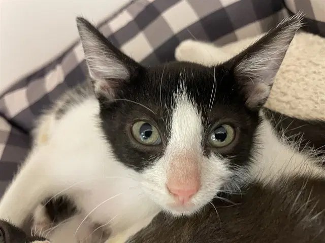 Alberta - Domestic Short Hair
