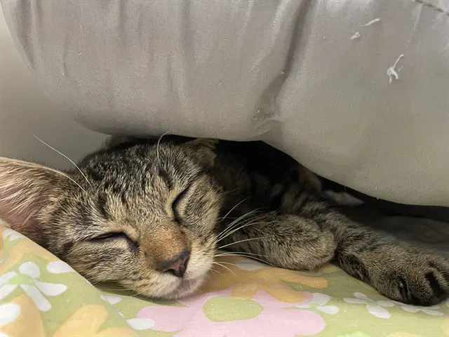 Celia Mae - Domestic Short Hair