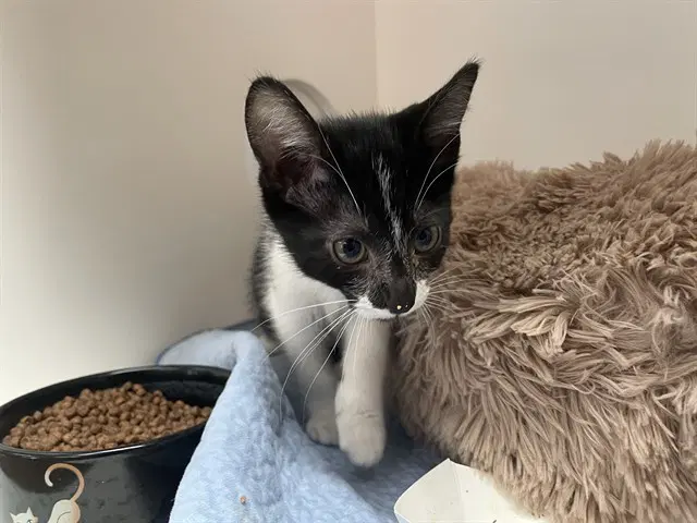 Ned Flanders - Domestic Medium Hair