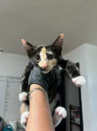 Tsarina Peach Paws - Domestic Short Hair