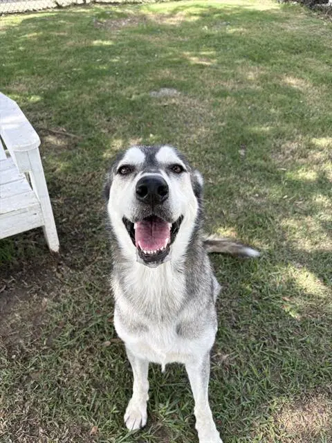 Celeste - Siberian Husky