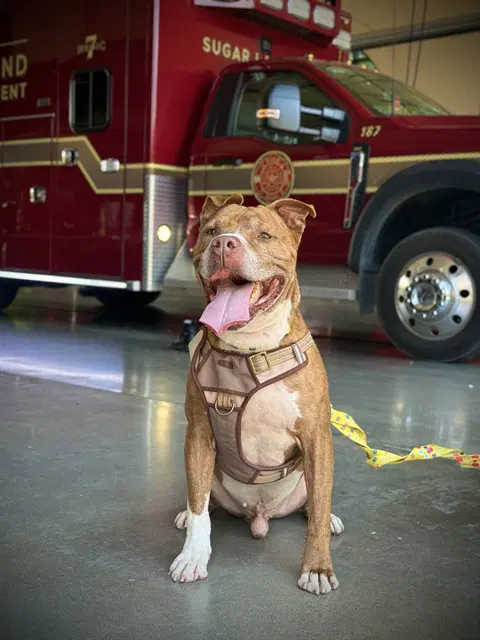 Neymar - Staffordshire Bull Terrier