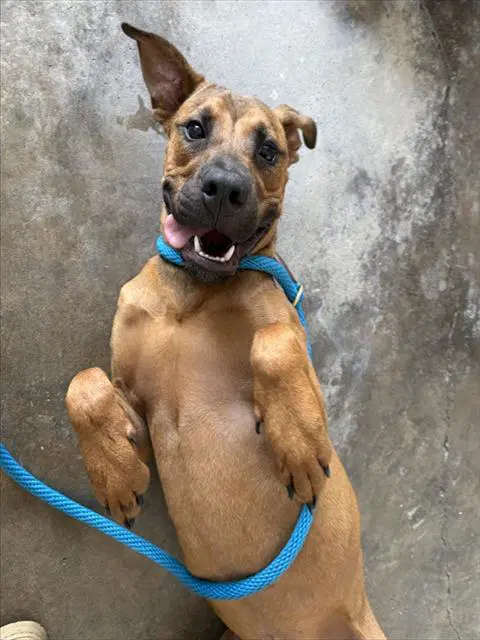 Arlo - Black Mouth Cur