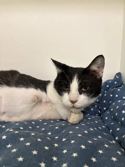 Butler - Domestic Short Hair