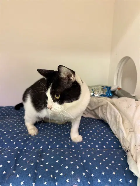 Butler - Domestic Short Hair