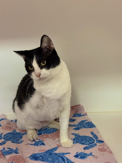 BUTLER, a cat for adoption from Sugar Land Animal Serices
