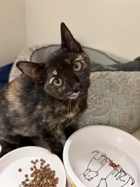 Schmoopsie Poo - Domestic Short Hair