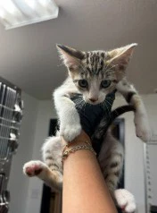 Catty The Great