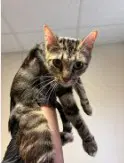 Jane Pawsten - Domestic Short Hair