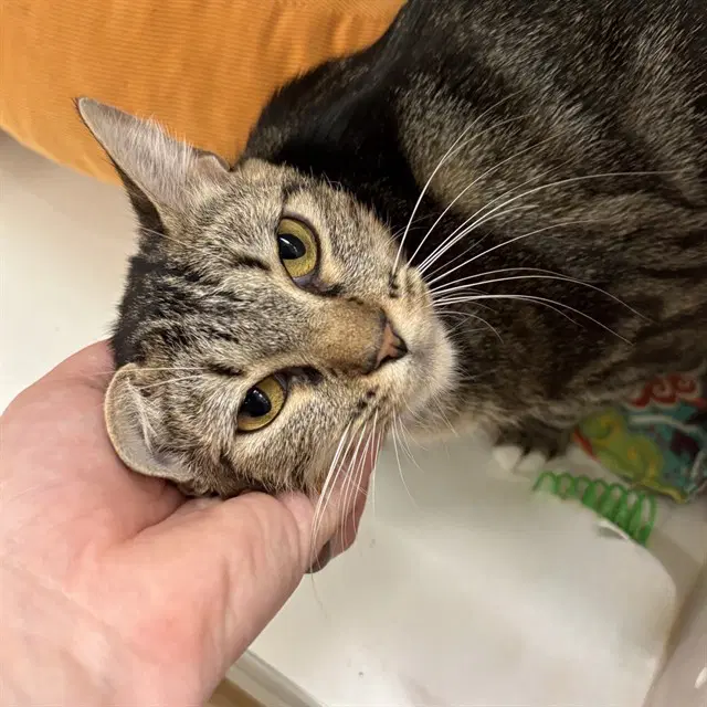 Jane Pawsten - Domestic Short Hair