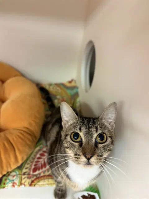 Jane Pawsten - Domestic Short Hair
