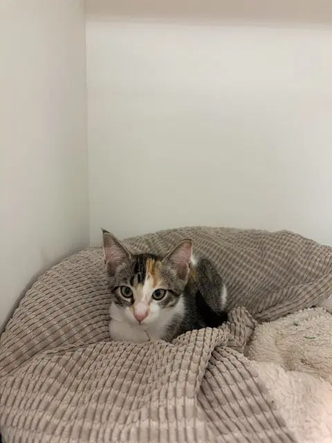 Purrtricia Dough - Domestic Short Hair