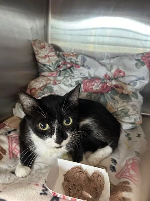 Derby - Domestic Medium Hair