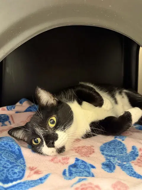 Derby - Domestic Medium Hair