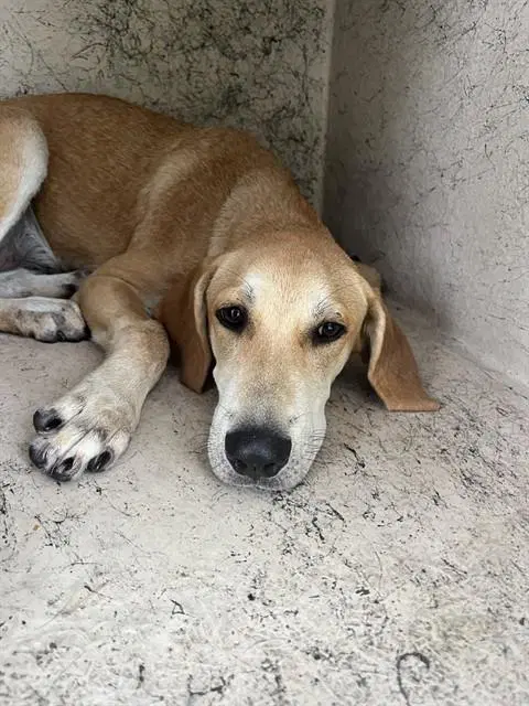 Lilly Mae - Labrador Retriever