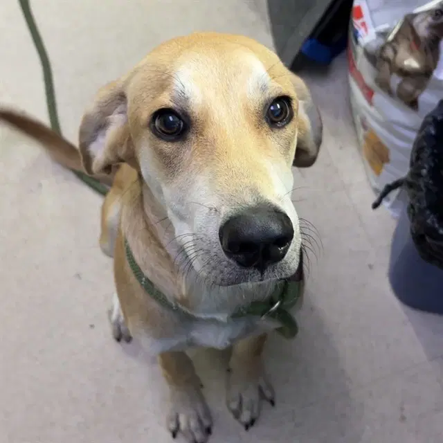 Lilly Mae - Labrador Retriever