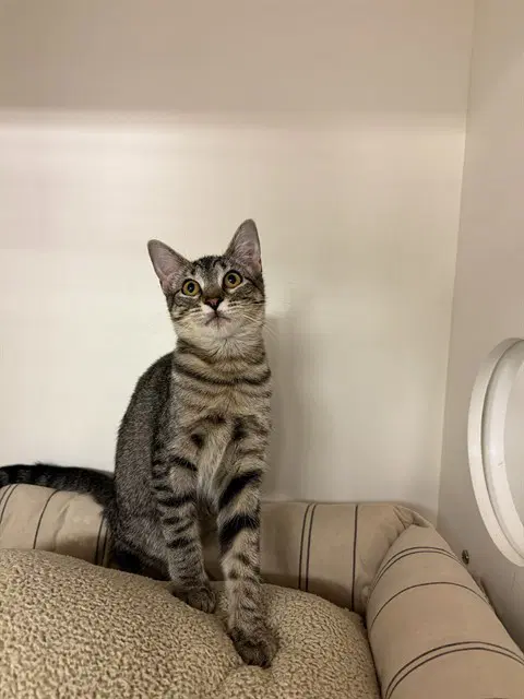 Lara - Domestic Short Hair