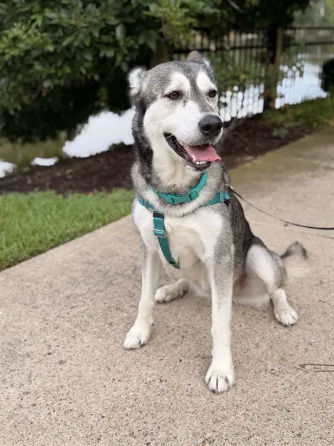 Celeste - Siberian Husky
