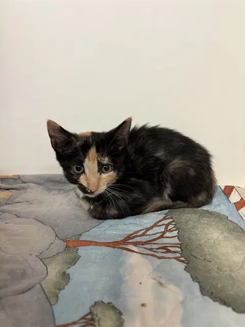 Tsarina Peach Paws - Domestic Short Hair